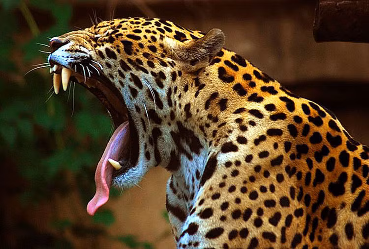 Các ông hoàng của nền văn minh này thường được miêu tả ngồi trên ghế có phủ da báo đốm.