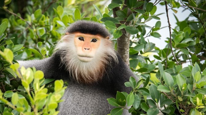 Khu bảo tồn thiên nhiên Sơn Trà (Đà Nẵng) là nơi có nhiều loài động thực vật quý hiếm.