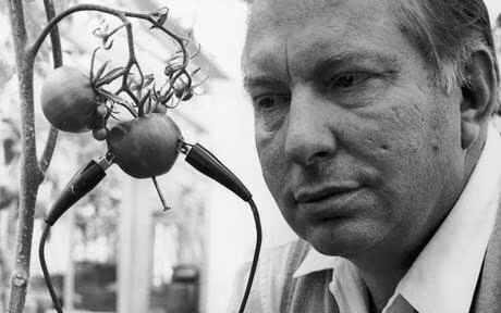 Theo nghiên cứu của nhà khoa học Hubbard, cà chua có thể "hét lên đau đớn khi bị cắt lát".