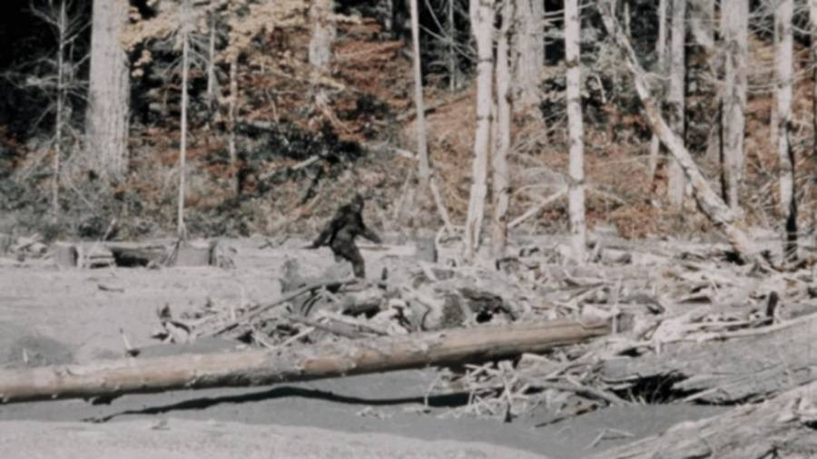 Chính quyền Skamania County, Washington, Mỹ cấm giết sinh vật bí ẩn có tên Bigfoot (Chân to).
