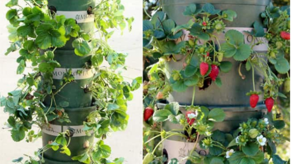 Bạn có thể tạo nên khu vườn thẳng đứng với những chậu nhựa xếp chồng lên nhau. Trước khi bỏ đất vào bên trong chậu, hãy sử dụng thanh kim loại tròn để đục lỗ xung quanh thân chậu để việc trồng cây từ những hốc nhỏ được dễ dàng hơn khi xếp chồng chậu.