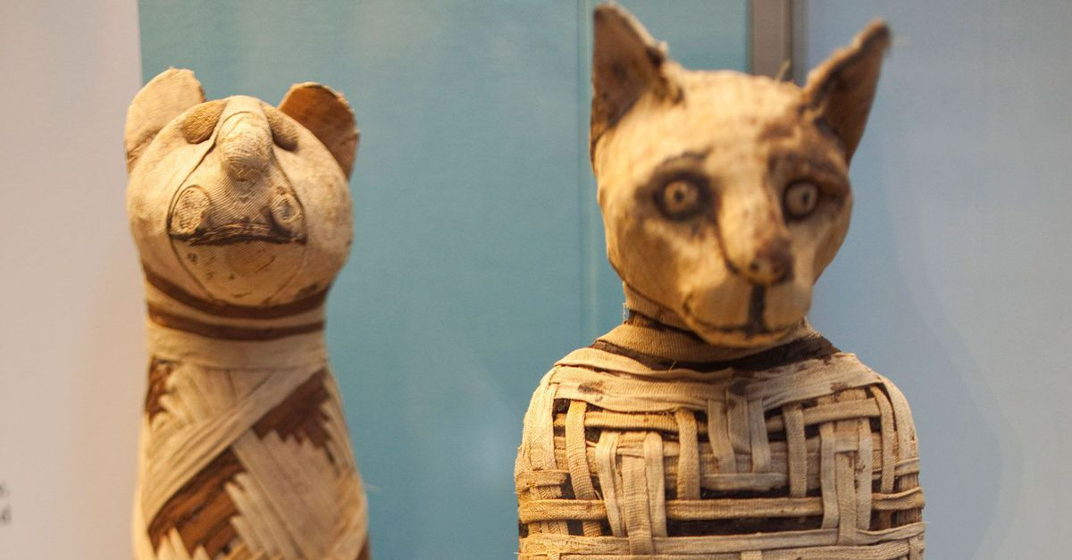 Trong số những động vật, người Ai Cập đặc biệt coi trọng mèo. Nguyên do là vì loài mèo gắn liền với nữ thần Bastet.