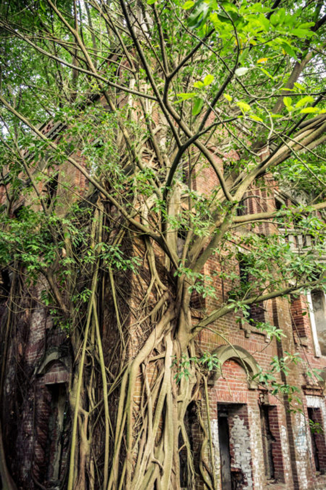 Ngôi nhà ma giờ đây đã trở thành một cánh rừng nhỏ. Một trong những điểm nổi bật nhất của biệt thự ma nhà họ Lưu là rừng cây mọc bên trong và xung quanh tòa nhà. Trên đồng bằng Gia Nam bằng phẳng trải dài tới tận chân trời, khu dinh thự nơi những cây cổ thụ sừng sững mọc rậm rạp thành cụm như thế này rất dễ dàng dội vào tầm mắt bất cứ ai. Một mảng xanh ấn tượng, hoang sơ, bừng bừng sức sống, chiếm đoạt mọi thứ chúng có thể vươn rễ tới.