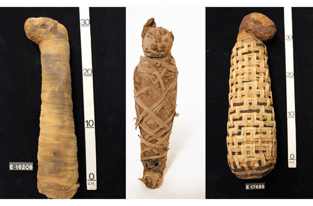 Khi xảy ra hỏa hoạn, các gia đình sẽ cứu con mèo ra trước tiên. Trong trường hợp con mèo chết thì gia đình sẽ để tang chúng bằng cách cạo lông mày.