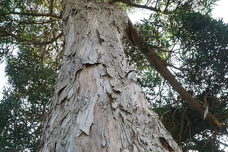 Những cây tùng cổ thụ thường được coi là báu vật. (Ảnh: CAND)