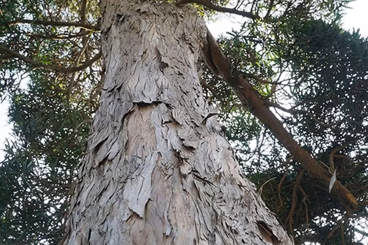 Những cây tùng cổ thụ thường được coi là báu vật. (Ảnh: CAND)