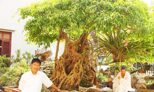 “Siêu cây” triệu đô Ông Bụt.