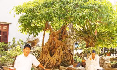 “Siêu cây” triệu đô Ông Bụt.