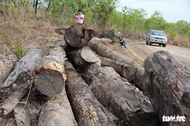 Một bãi gỗ khác cũng của Phượng "râu" nằm sát biên giới, nhưng đây là gỗ trục vớt và Phượng mua thanh lý lại - Ảnh: TRUNG TÂN