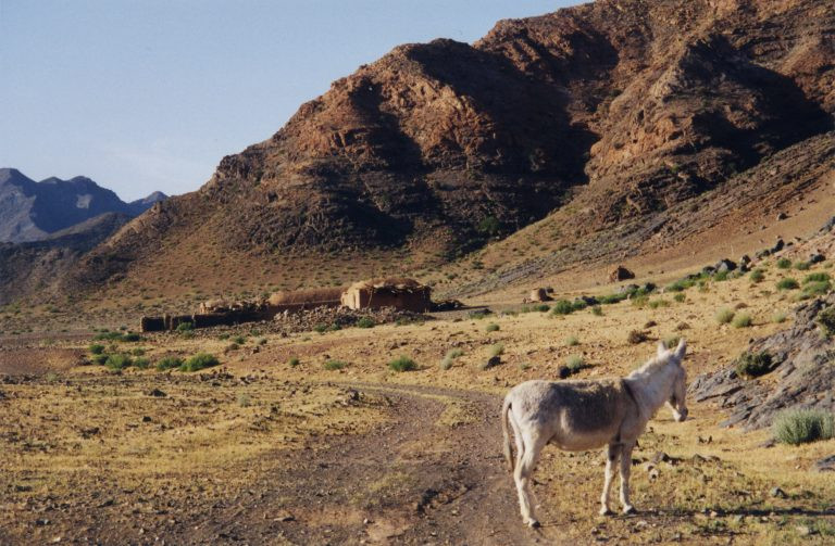 Đến tháng 2/1021, Caliph Al-Hakim bi-Amr Allah (khi ấy 36 tuổi) đi dạo chơi tại những ngọn đồi bên ngoài thủ đô Cairo.