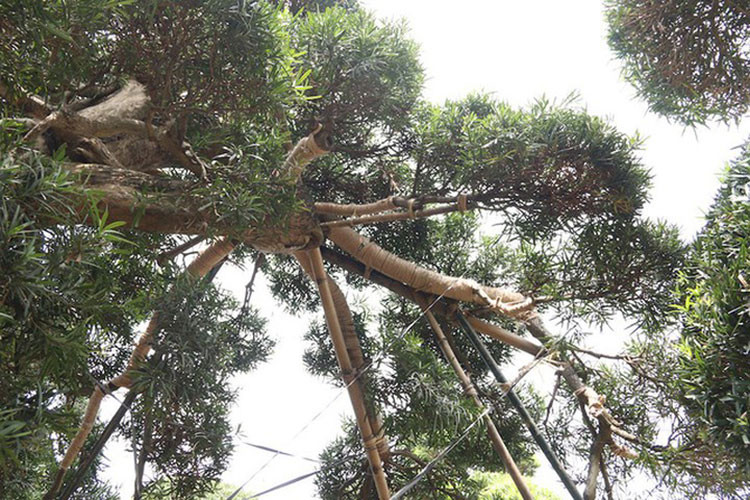 Khi về Việt Nam, tùng la hán được trồng trong các bồn đất lớn và được các nghệ nhân cây cảnh trực tiếp chăm sóc, cắt tỉa. (Ảnh: Dân trí)