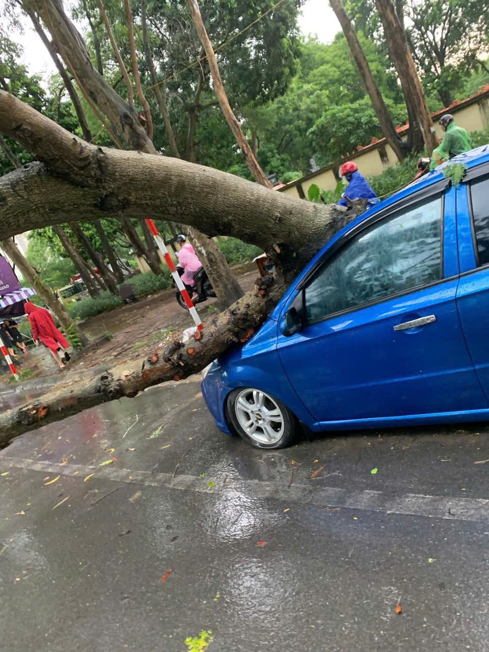 Nhiều ô tô bị cây đổ đè gây thiệt hại về tài sản.