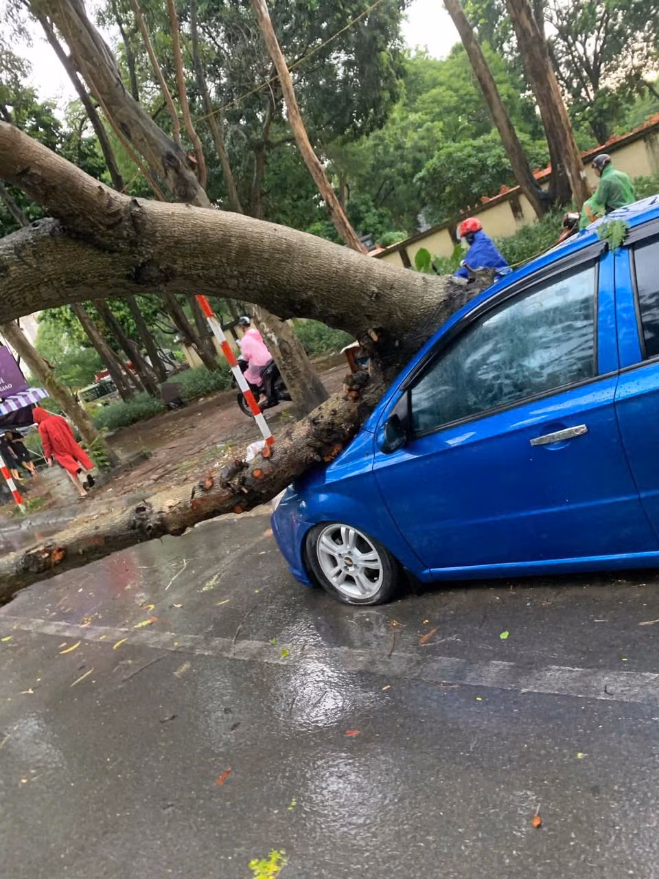 Nhiều ô tô bị cây đổ đè gây thiệt hại về tài sản.