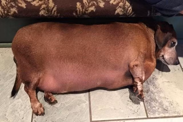 Vincent Béo năm 2015 rất ít di chuyển vì quá nặng.