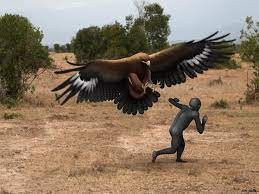 Đại bàng Haastloài đại bàng lớn nhất từng sống trên Trái Đất. Đại bàng Haast nặng khoảng gần 20 kg và sải cánh dài tới 3 mét. Chúng có thể lao từ các vách núi xuống và tấn công con mồi vào đầu, cổ bằng những móng vuốt sắc nhọn khiến con mồi tội nghiệp phải chết một các từ từ và đau đớn.