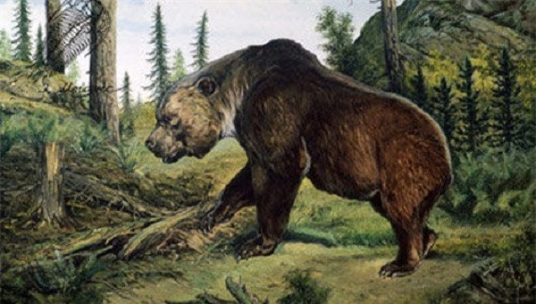 Thức ăn của gấu mặt ngắn chỉ toàn là thịt. Với tốc độ chạy lên đến 50 đến 70 km/h, gấu mặt ngắn có thể săn được những loài động vật chạy nhanh nhất như ngựa thảo nguyên, linh dương Saiga. Sức mạnh của gấu mặt ngắn không khác một con báo châu Phi. Và đương nhiên, với tổ tiên loài người của chúng ta, nó thực sự là một kẻ thù đáng sợ.