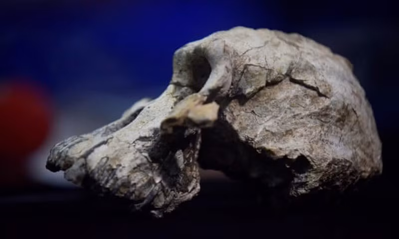 Tại lục địa Âu Á và Châu Phi, các nhà khoa học đã phát hiện ra những lỗ hổng trong hộp sọ của người tiền sử đã bị xuyên thủng bởi những con linh cẩu khổng lồ này. Chúng thực sự là mối đe dọa đáng sợ với tổ tiên của chúng ta.