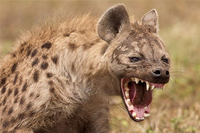  Pachycrocuta - tổ tiên của loài linh cẩu sinh sống từ 3 triệu đến 400.000 năm trước từ Pliocene muộn đến Pleistocene giữa. Chúng có kích thước lớn bằng một con sư tử cái, là loài linh cẩu lớn nhất được biết đến với một bộ hàm cứng khỏe, đủ để nghiền nát sọ người.