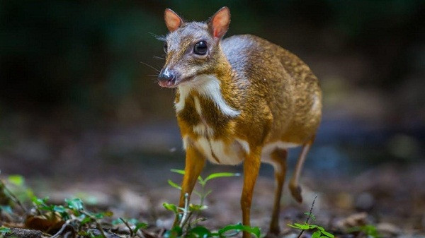 Cheo cheo Nam Dương (Tragulus javanicus) là loài thú móng guốc nhỏ nhất trong họ Cheo cheo Tragulus. Chúng phân bố tại các tỉnh Lạng Sơn, Vĩnh Phú, Thanh Hóa, Nghệ An, Hà Tĩnh, Quảng Bình, Quảng Trị, Thừa Thiên - Huế, Gia Lai, Kontum, Đắk Lắk, Lâm Đồng, Đồng Nai, Tây Ninh. 