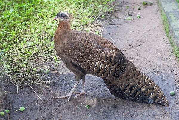 Trĩ sao (Rheinardia ocellata) là loài duy nhất của chi Rheinardia. Chúng được coi là một trong những loài chim hoang dã đẹp nhất tại Việt Nam. Lông của chúng màu vàng da bò và đen với các đốm nâu sẫm, lớp da xung quanh mắt màu xanh lam, mỏ màu đỏ. Nguồn: Wikipedia.