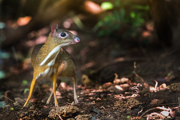 Cheo cheo. Theo GS Đặng Huy Huỳnh, cheo cheo là loài động vật đặc hữu của Việt Nam, có kích thước rất nhỏ trong nhóm móng guốc, con trưởng thành cũng chỉ nặng khoảng 3-4 kg. Trong đó, cheo cheo lưng bạc - hay cheo cheo Việt Nam, tên khoa học là Tragulus versicolor. Ảnh: GWC.