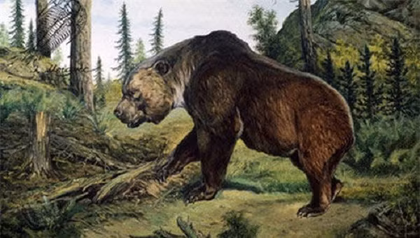 Thức ăn của gấu mặt ngắn chỉ toàn là thịt. Với tốc độ chạy lên đến 50 đến 70 km/h, gấu mặt ngắn có thể săn được những loài động vật chạy nhanh nhất như ngựa thảo nguyên, linh dương Saiga. Sức mạnh của gấu mặt ngắn không khác một con báo châu Phi. Và đương nhiên, với tổ tiên loài người của chúng ta, nó thực sự là một kẻ thù đáng sợ.