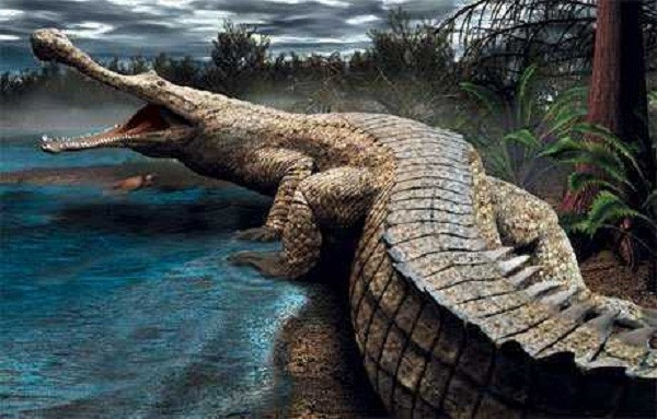 Crocodylusthorbjarnarsoni là loài cá sấu sống từ 4 đến 2 triệu năm trước và chiều dài hơn 8,2 mét, dài hơn 2 mét so với con cá sấu sông Nile lớn nhất hiện nay. Loài cá sấu này sinh sống ở lưu vực Turkana ở Kenya, là loài cá sấu lớn nhất đến giờ được biết đến.