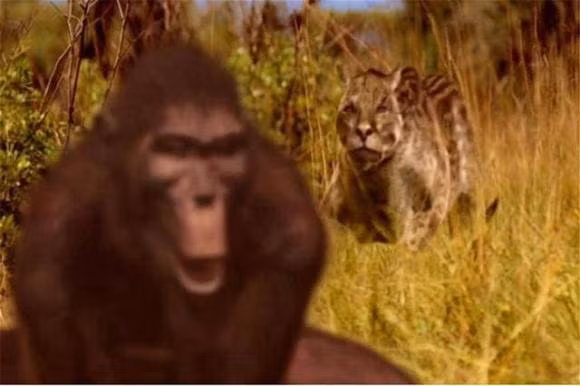 Điều đáng sợ là chúng đặc biệt thích săn các loài linh trưởng, trong đó có cả những loài được xem là tổ tiên đầu tiên của chúng ta như loài Paranthropus.