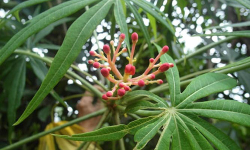 Hay dung 1 trong 5 thu nuoc thao duoc sau de on dinh duong huyet