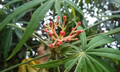 Hay dung 1 trong 5 thu nuoc thao duoc sau de on dinh duong huyet