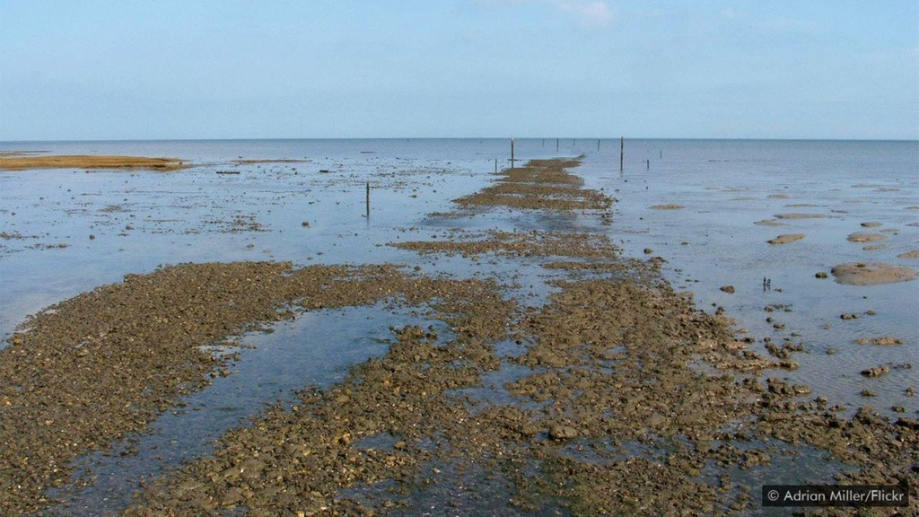 Vào cuối thế kỷ 16, Broomway đã được đánh dấu trong bản đồ. Trên thực tế, tuyến đường được đánh dấu bằng một loạt chổi cán ngắn cắm vào bùn với đầu lông nhọn hướng lên trời. Đây là bắt nguồn của tên gọi Broomway (tạm dịch: "con đường chổi"). Ảnh: Adrian Miller.