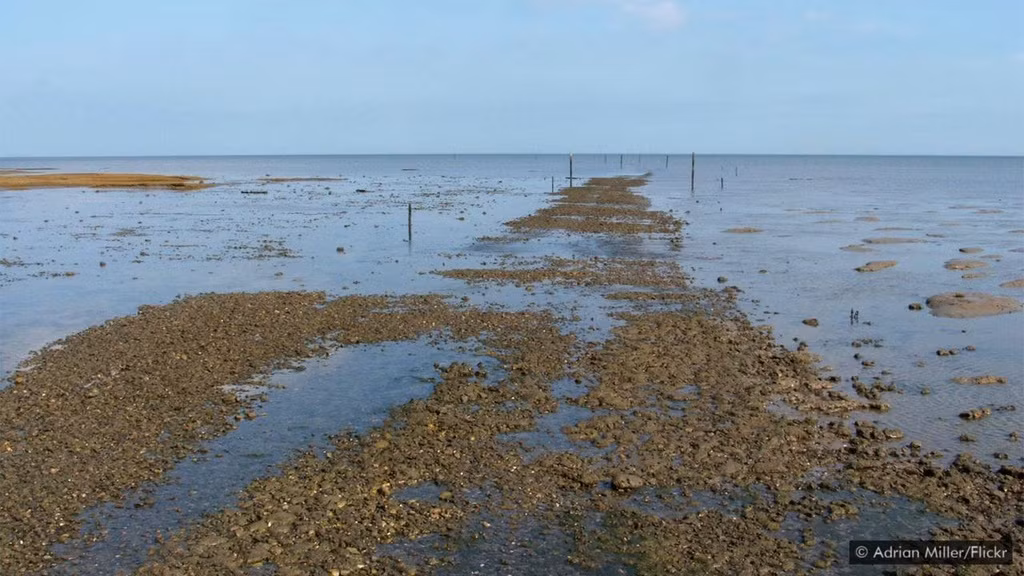 Vào cuối thế kỷ 16, Broomway đã được đánh dấu trong bản đồ. Trên thực tế, tuyến đường được đánh dấu bằng một loạt chổi cán ngắn cắm vào bùn với đầu lông nhọn hướng lên trời. Đây là bắt nguồn của tên gọi Broomway (tạm dịch: "con đường chổi"). Ảnh: Adrian Miller.