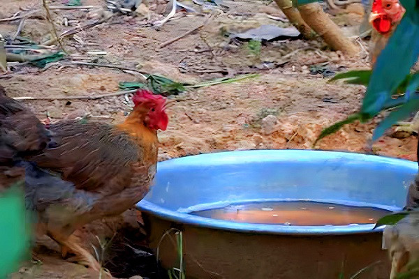 Cho ga uong tra hoa vang, an duoc lieu thu lai ca tram trieu-Hinh-2