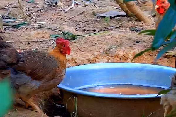 Cho ga uong tra hoa vang, an duoc lieu thu lai ca tram trieu-Hinh-2