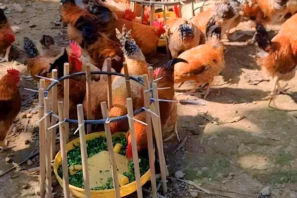 Cho ga uong tra hoa vang, an duoc lieu thu lai ca tram trieu-Hinh-3