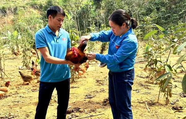 Cho ga uong tra hoa vang, an duoc lieu thu lai ca tram trieu