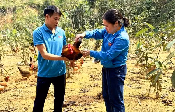 Cho ga uong tra hoa vang, an duoc lieu thu lai ca tram trieu