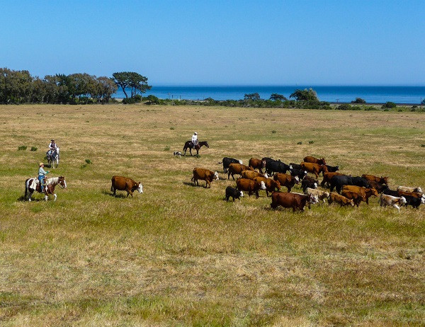 Trang trại ven biển 'đẹp như phim' của đạo diễn James Cameron - Hình 2 Trang trai ven bien 'dep nhu phim' cua dao dien James Cameron-Hinh-2