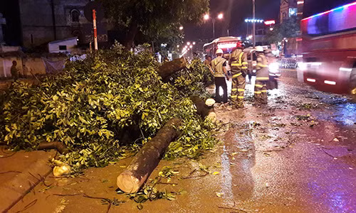 Cay xanh gay do trong mua lon o Ha Noi-Hinh-2