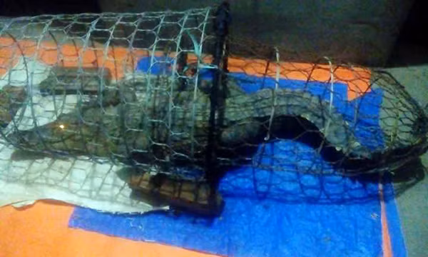 Ha Noi vao cuoc tim kiem ca sau tren song Tich