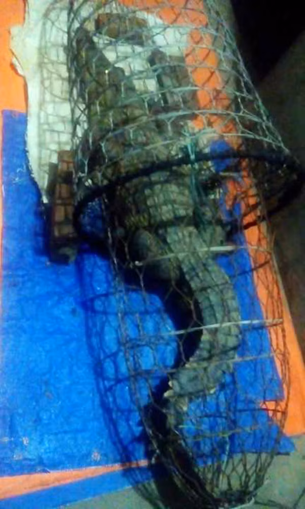 Nguoi dan ke lai phut rung minh bat duoc ca sau tren song o HN-Hinh-3