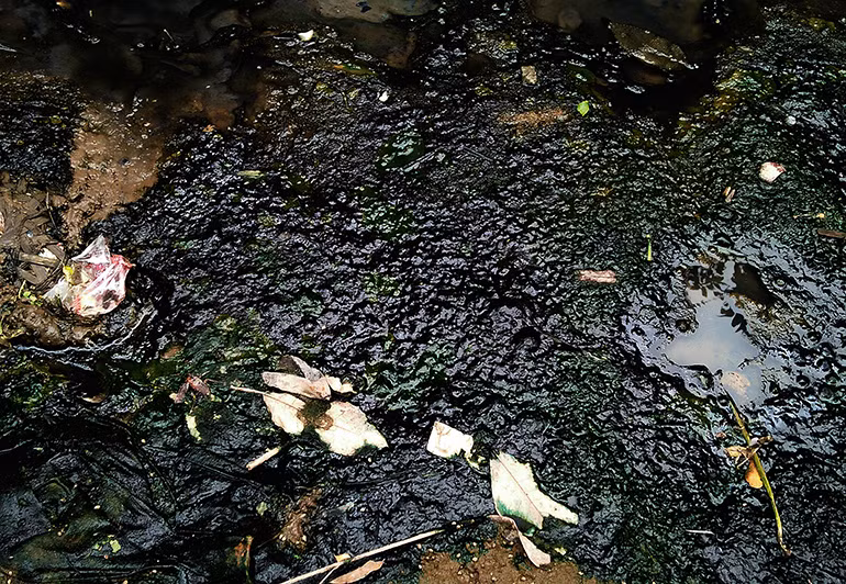 Nước mương đen ngòm, chất bẩn kết tảng dày đặc bốc mùi hôi thối nồng nặc. Trong khi mặt nước ruồi nhặng bâu kín.