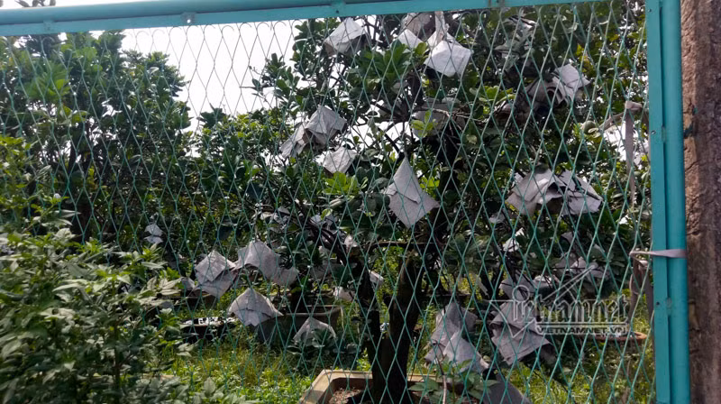 Quả được bao gói cẩn thận