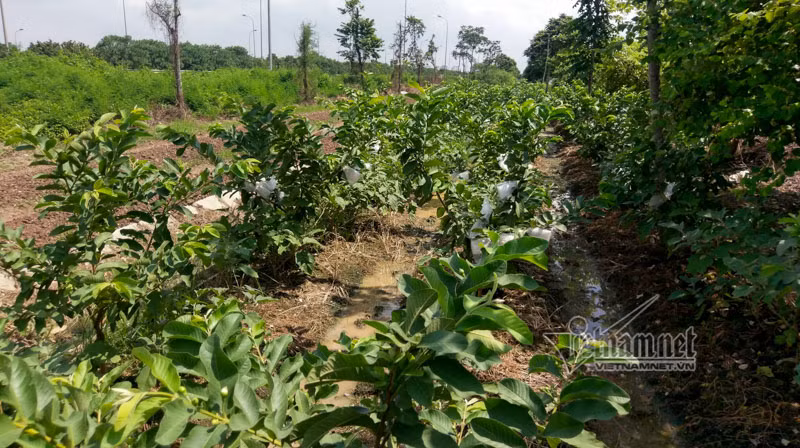 Vườn ổi đang ra quả này có diện tích gần 1.000m2