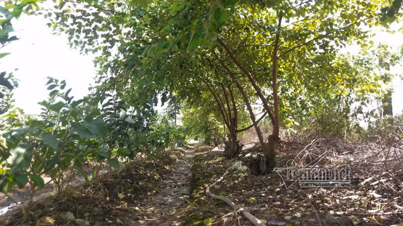 Táo ngọt sum suê