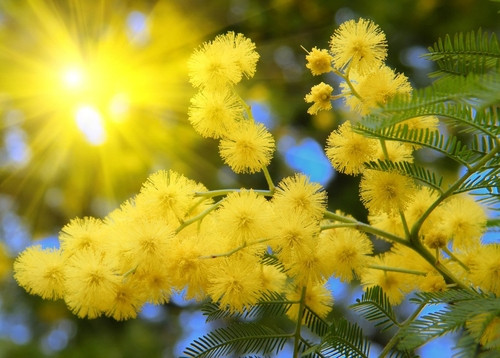 Phụ nữ Brazil trị nám bằng cây mimosa. Mimosa tenuiflora là một loại cây bụi bản địa của Nam Mỹ, chủ yếu sống ở Brazil. Nó còn có tên khác ở Mexico là cây tepezcohuite. Loài mimosa này khi tán thành bột có khả năng dưỡng da và chống lão hóa, trị nám , nhờ vào các thành phần kháng viêm và tẩy trang cho da.