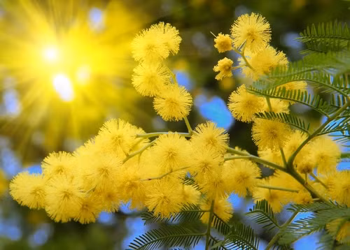 Phụ nữ Brazil trị nám bằng cây mimosa. Mimosa tenuiflora là một loại cây bụi bản địa của Nam Mỹ, chủ yếu sống ở Brazil. Nó còn có tên khác ở Mexico là cây tepezcohuite. Loài mimosa này khi tán thành bột có khả năng dưỡng da và chống lão hóa, trị nám , nhờ vào các thành phần kháng viêm và tẩy trang cho da.