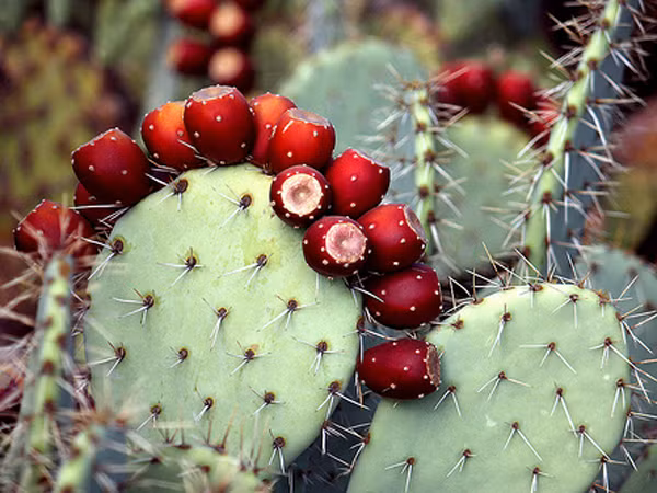 Jamaica. Các chất dinh dưỡng giúp xương rồng chống chọi cái nắng ở Jamaica cũng sẽ giúp khôi phục tóc bị hư tổn. “Bóc vỏ xương rồng và gội đầu với dầu của chúng, mái tóc sẽ dày và được dưỡng ẩm”.