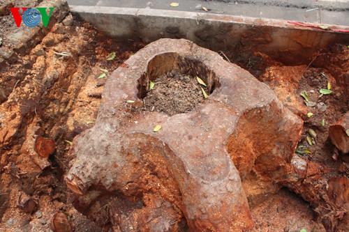 Ha Noi chat ha 6.700 cay xanh: Nguoi dan ban khoan-Hinh-2