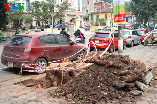 Ha Noi chat ha 6.700 cay xanh: Nguoi dan ban khoan-Hinh-3